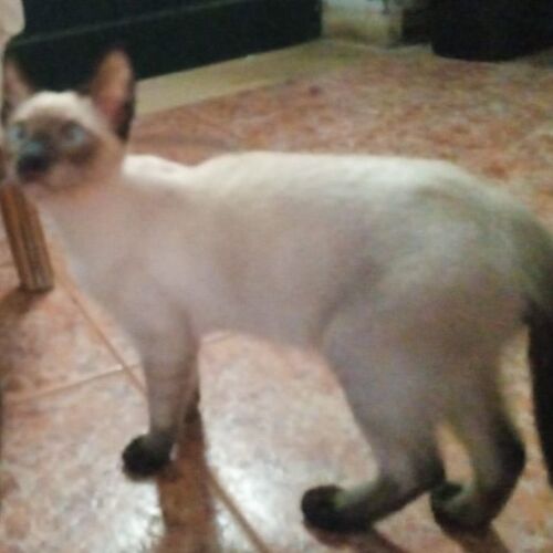 Katze