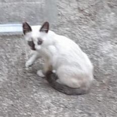 Katze