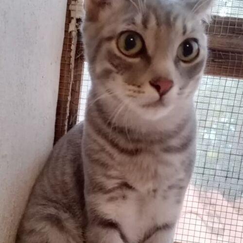 Katze