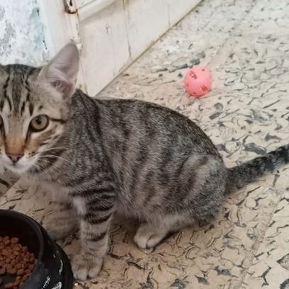 Katze