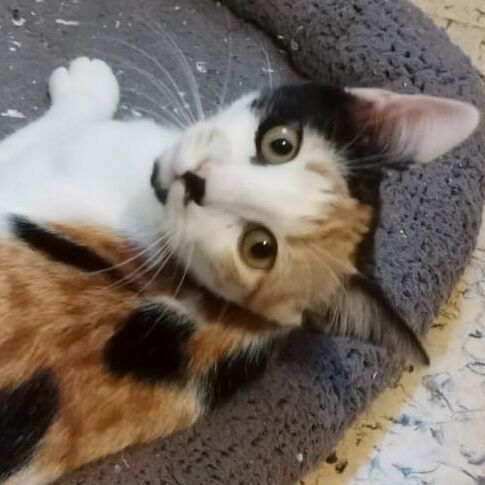 Katze