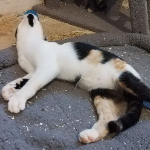Katze