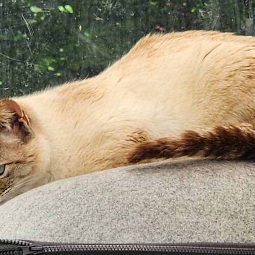 Katze