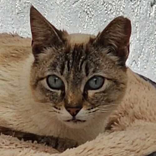 Katze