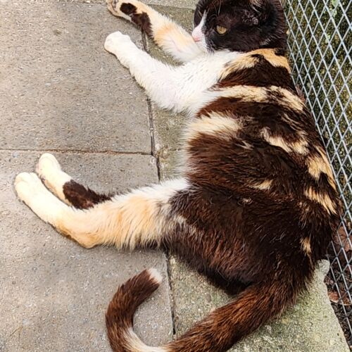 Katze