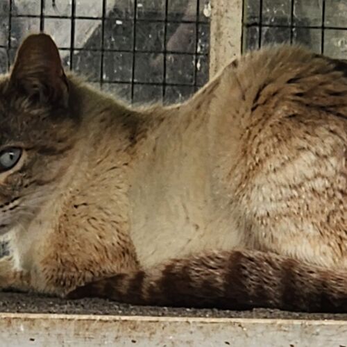 Katze