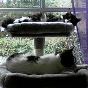 Batcat und Lucita