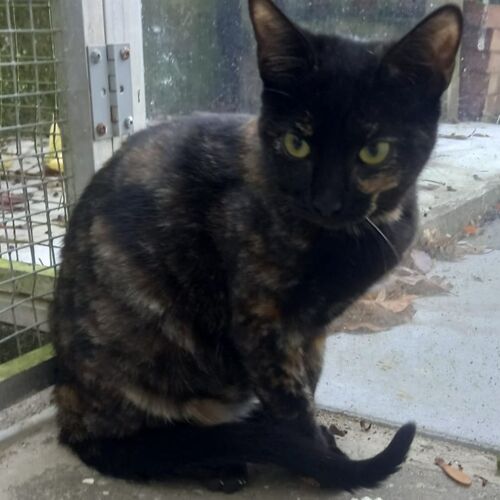 Katze