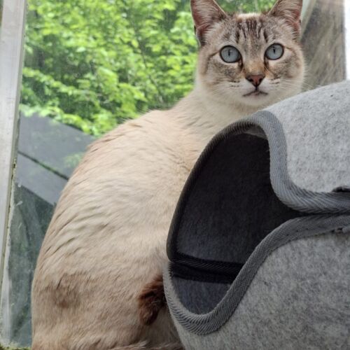Katze