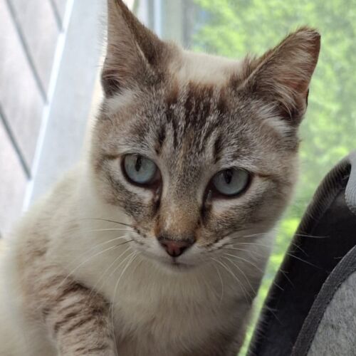 Katze