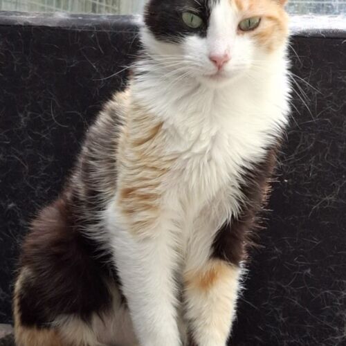 Katze