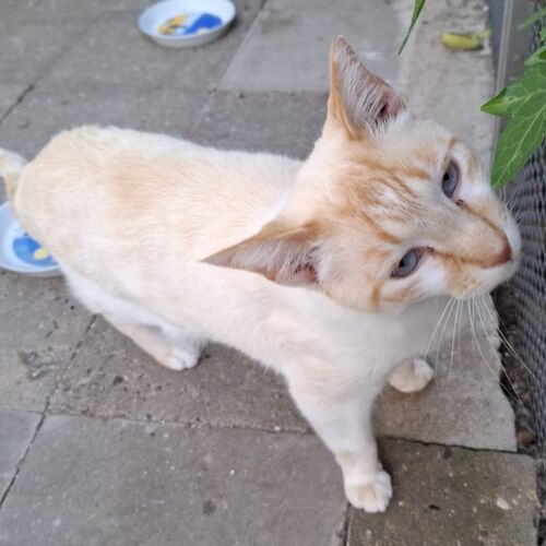 Katze
