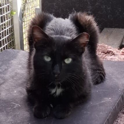 Katze