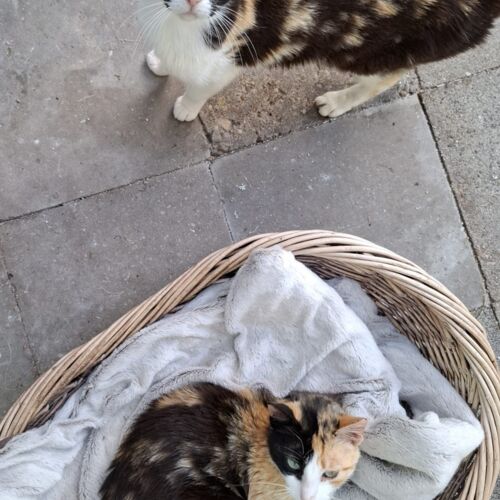 Katze