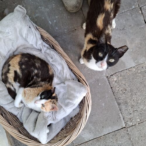 Katze