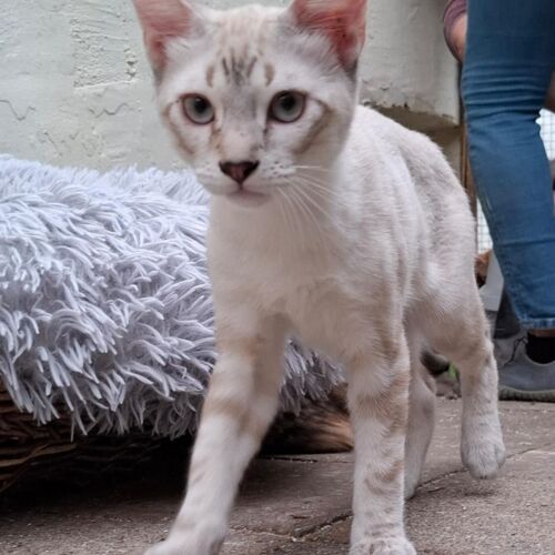 Katze
