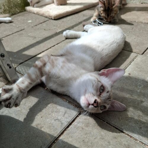 Katze