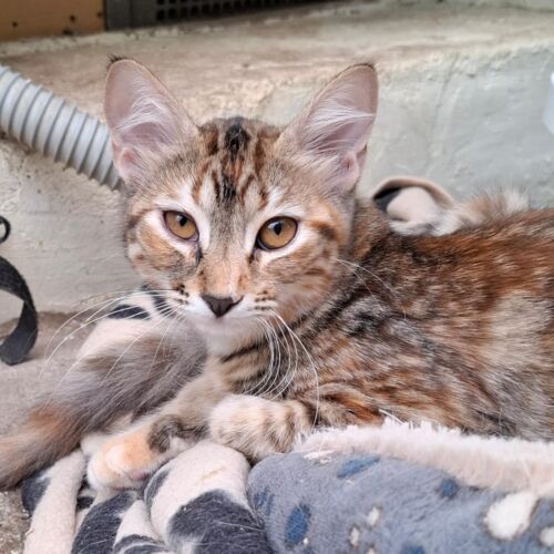 Katze