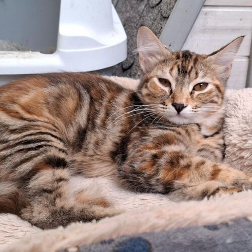Katze