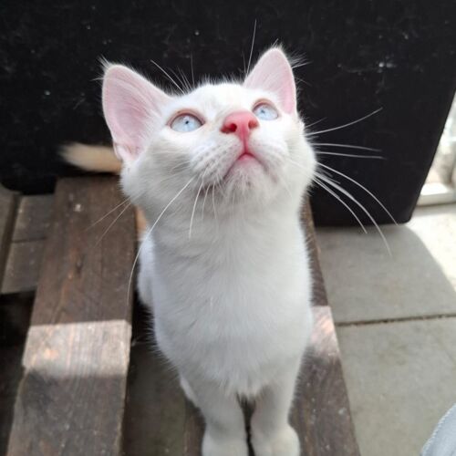 Katze