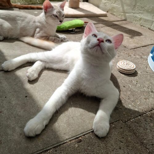 Katze