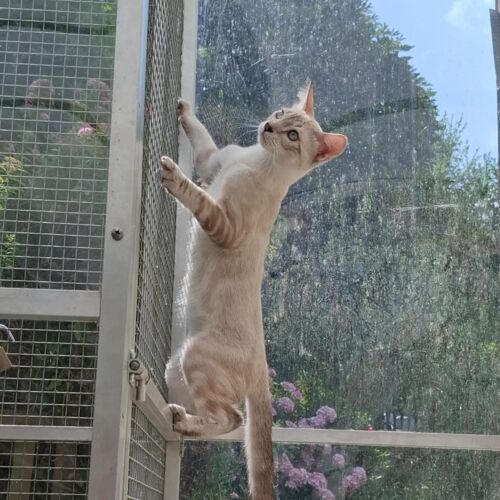 Katze