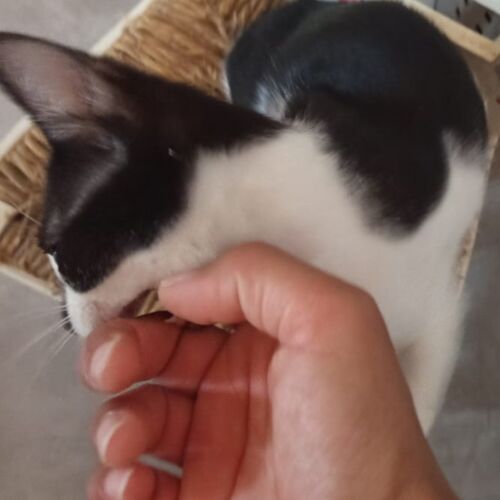 Katze