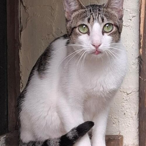 Katze