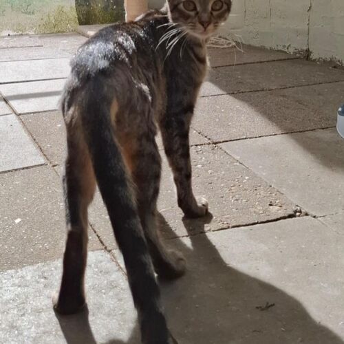 Katze