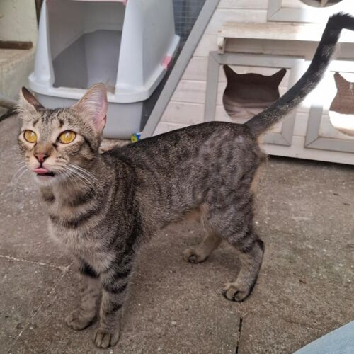 Katze