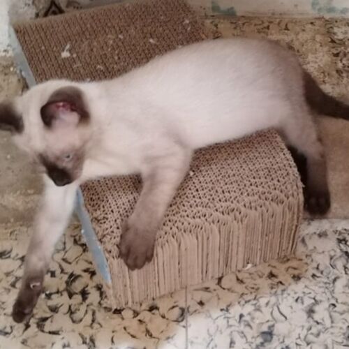 Katze