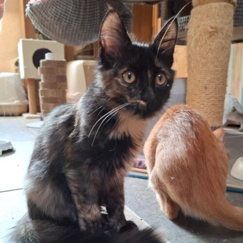 Katze