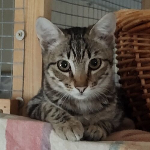 Katze