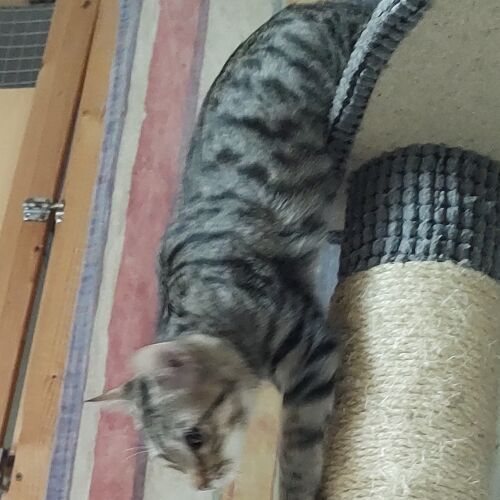 Katze