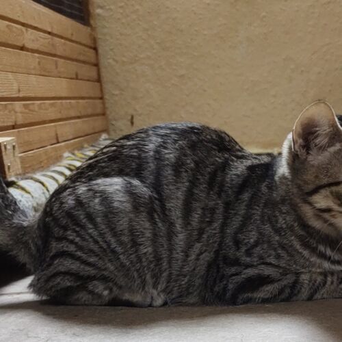 Katze