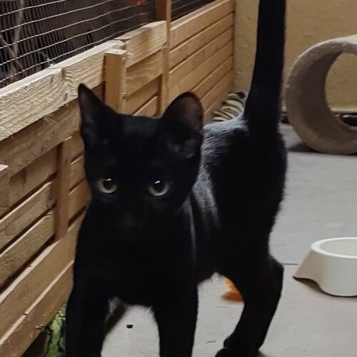 Katze