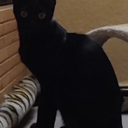 Katze