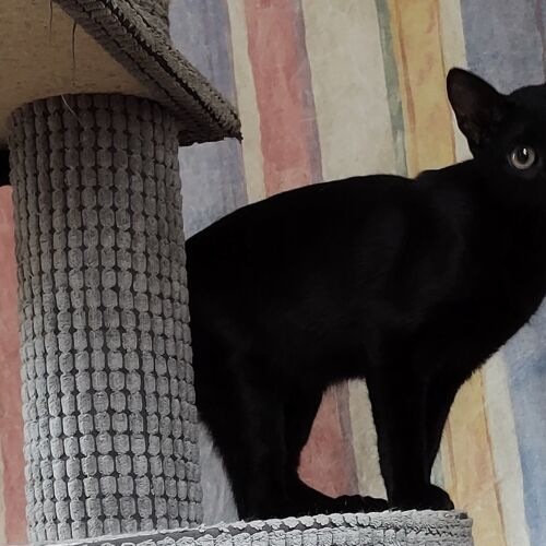 Katze