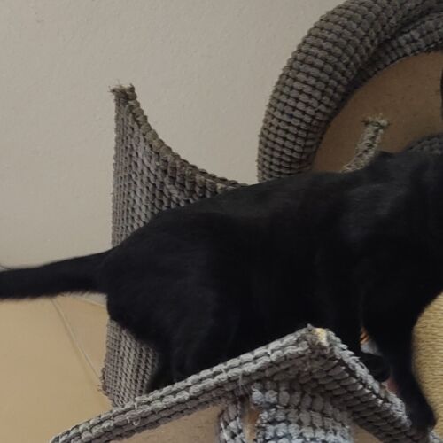 Katze