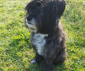 In Gedenken an Blacky
