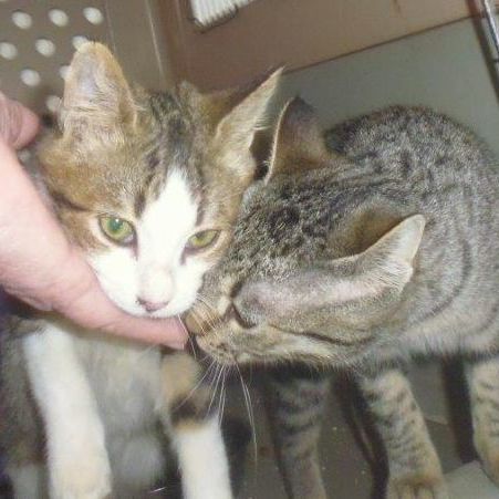 Katze