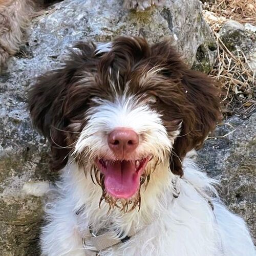 Fito