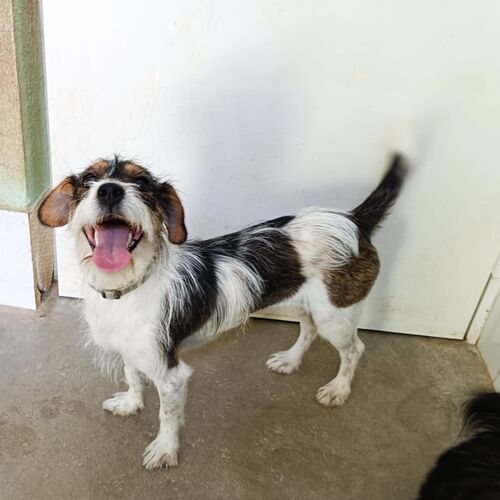 Perla