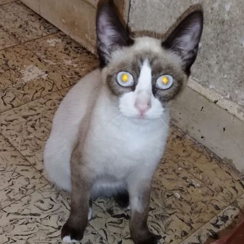 Katze