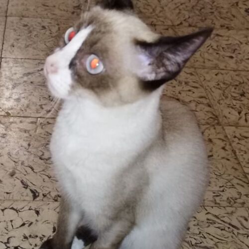 Katze