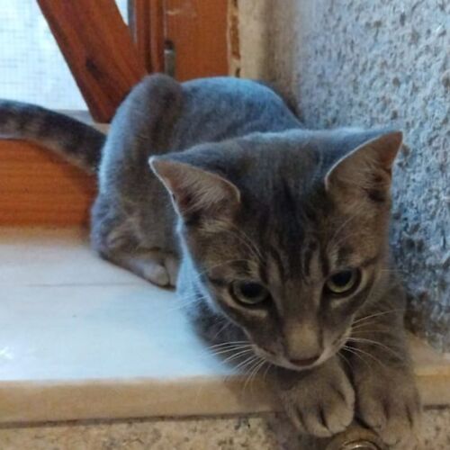 Katze