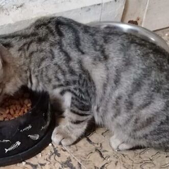Katze