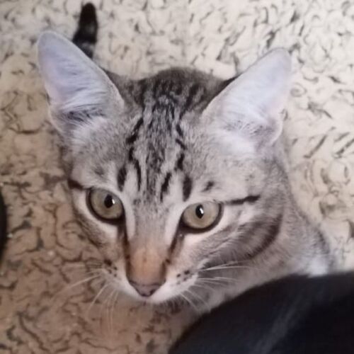 Katze