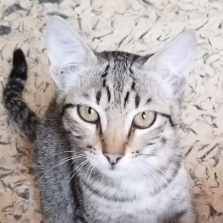 Katze