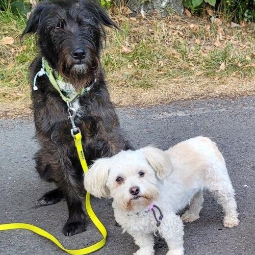 Franny-Franzy